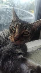 Lost Male Cat last seen Courtland Avenue and Carter, Norwood, OH 45212
