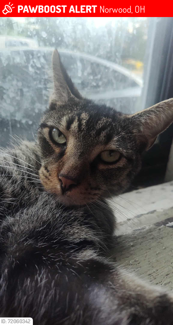 Lost Male Cat last seen Courtland Avenue and Carter, Norwood, OH 45212