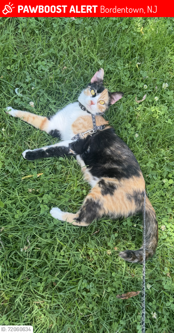 Lost Female Cat last seen Bordentown middle school , Bordentown, NJ 08505