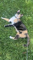 Lost Female Cat last seen Bordentown middle school , Bordentown, NJ 08505