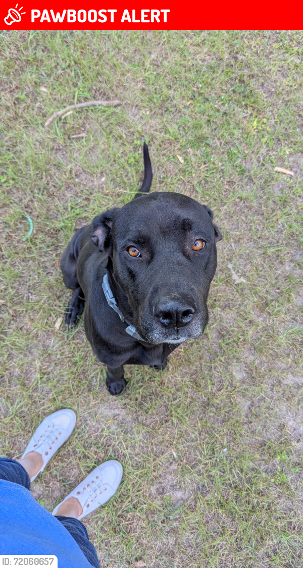 Lost Male Dog last seen Waukegan Road, Montgomery County, TX 77306