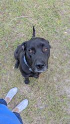 Lost Male Dog last seen Waukegan Road, Montgomery County, TX 77306