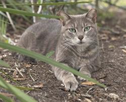 Lost Female Cat last seen Highgate park boulevard, Polk County, FL 33897