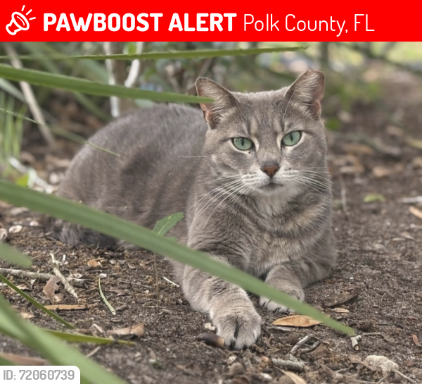 Lost Female Cat last seen Highgate park boulevard, Polk County, FL 33897