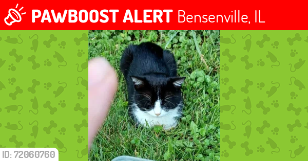 Lost Male Cat last seen Spruce/Brookwood st , Bensenville, IL 60106