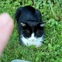 Lost Male Cat last seen Spruce/Brookwood st , Bensenville, IL 60106