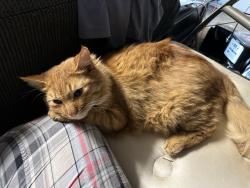 Lost Male Cat last seen Crows ranch, Salado, TX 76571