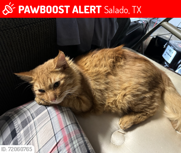 Lost Male Cat last seen Crows ranch, Salado, TX 76571