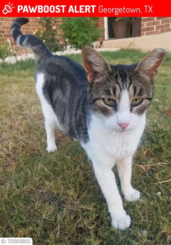 Lost Female Cat last seen Loganberry Dr. at Berry Springs, Georgetown, TX 78626