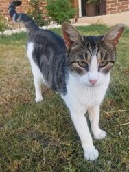 Lost Female Cat last seen Loganberry Dr. at Berry Springs, Georgetown, TX 78626