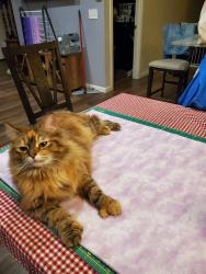 Lost Female Cat last seen 180th Way and Joseph rd, Rochester, WA, 98579, Rochester, WA 98579