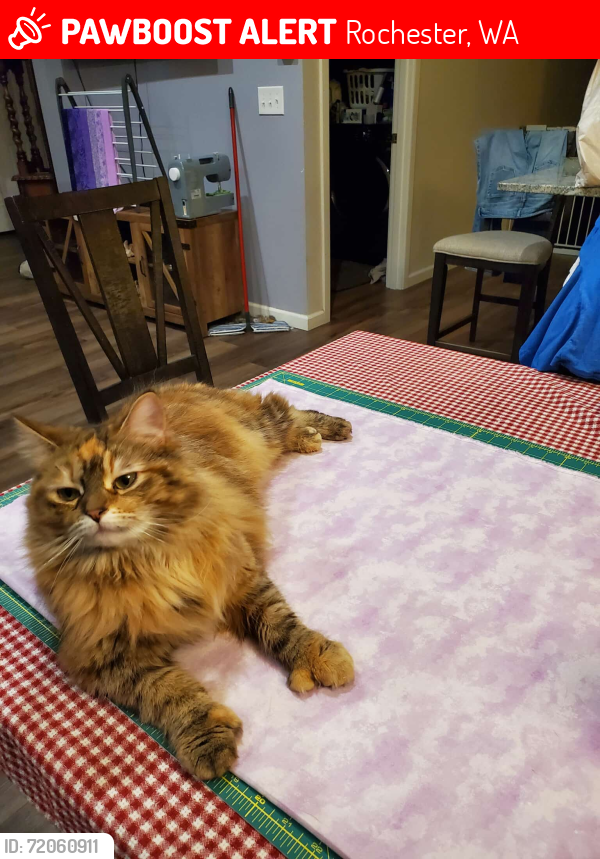 Lost Female Cat last seen 180th Way and Joseph rd, Rochester, WA, 98579, Rochester, WA 98579