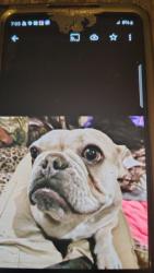 Lost Female Dog last seen 40th, San Bernardino, CA 92404