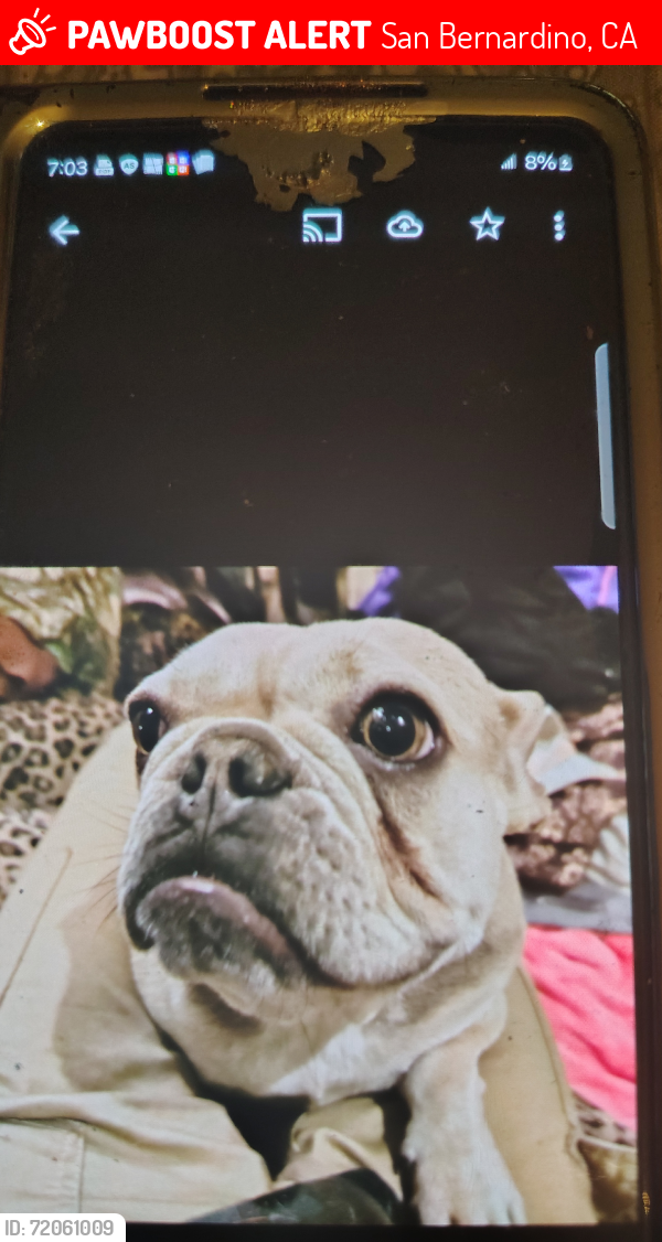 Lost Female Dog last seen 40th, San Bernardino, CA 92404