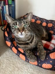 Lost Female Cat last seen Near Catspaw Dr, Nashville, TN 37013