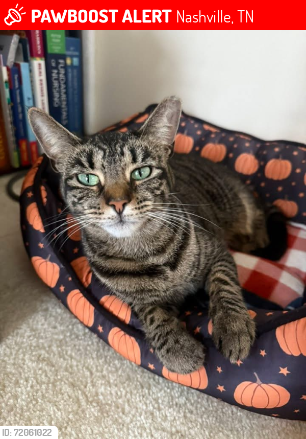 Lost Female Cat last seen Near Catspaw Dr, Nashville, TN 37013