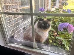 Lost Male Cat last seen Stone Bluff Drive, Stone Bluff Dr, TN 37027