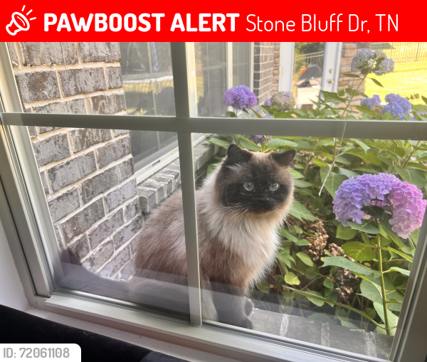 Lost Male Cat last seen Stone Bluff Drive, Stone Bluff Dr, TN 37027