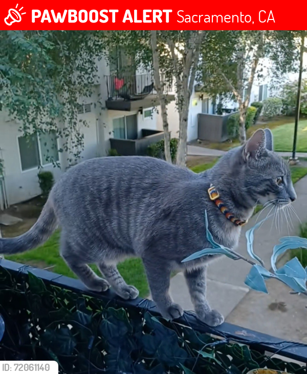 Lost Female Cat last seen Riverside Blvd , Sacramento, CA 95822