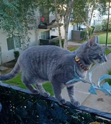 Lost Female Cat last seen Riverside Blvd , Sacramento, CA 95822