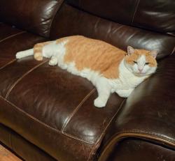 Lost Male Cat last seen Sparger Rd, Durham, NC 27712