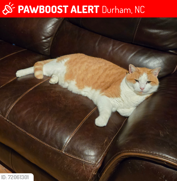 Lost Male Cat last seen Sparger Rd, Durham, NC 27712
