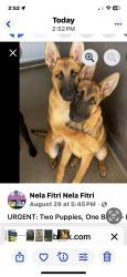 Lost Female Dog last seen 333chandler pl, San Bernardino , San Bernardino, CA 92408