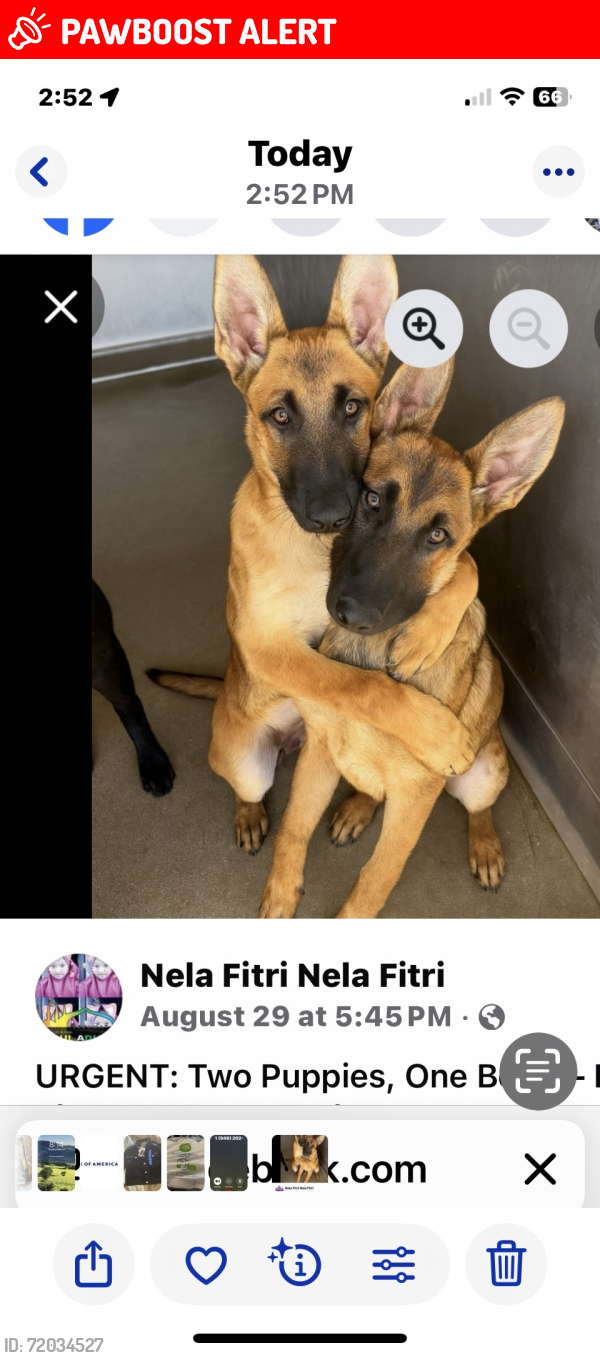 Lost Female Dog last seen 333chandler pl, San Bernardino, San Bernardino, CA 92408