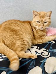 Lost Female Cat last seen By elementary school, Casselberry, FL 32707