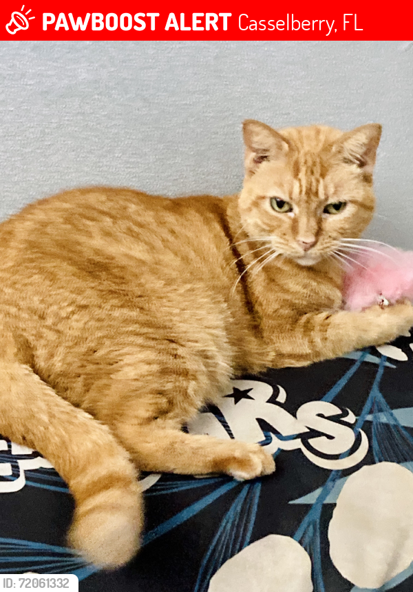 Lost Female Cat last seen By elementary school, Casselberry, FL 32707