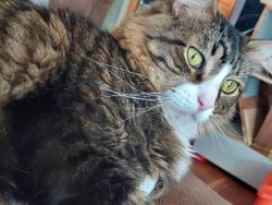 Lost Male Cat last seen Hayes Ave. & Rose Ave., Hamilton, OH 45015