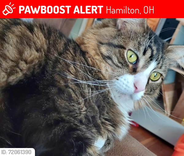Lost Male Cat last seen Hayes Ave. & Rose Ave., Hamilton, OH 45015
