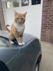 Lost Male Cat last seen G St and Katy St, New Braunfels, TX 78130