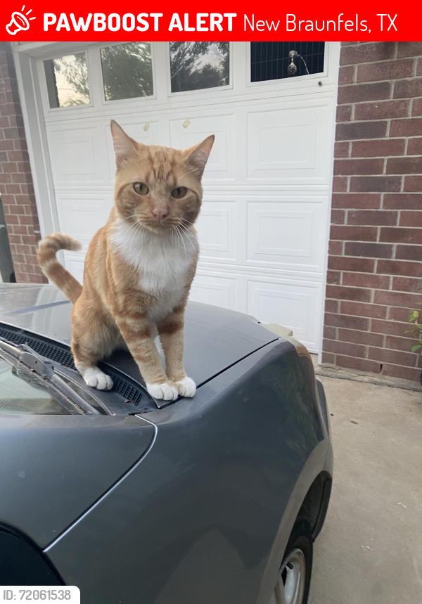 Lost Male Cat last seen G St and Katy St, New Braunfels, TX 78130