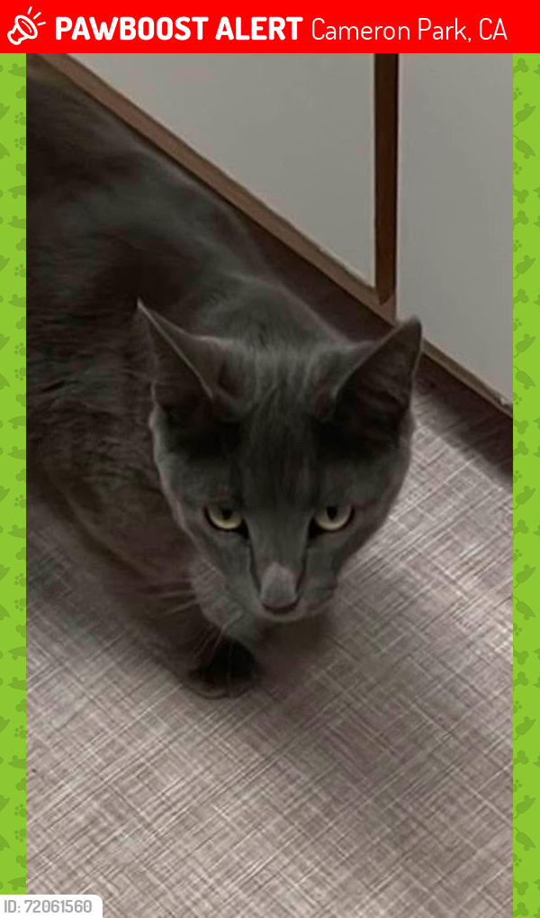 Lost Female Cat last seen Cimmarron Rd and Cambridge Cameron Park   the Knolls at Greenvalley , Cameron Park, CA 95682