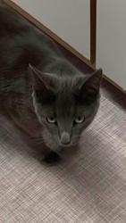 Lost Female Cat last seen Cimmarron Rd and Cambridge Cameron Park   the Knolls at Greenvalley , Cameron Park, CA 95682