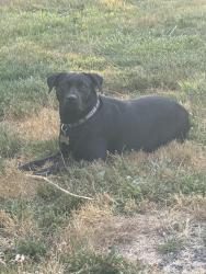 Lost Female Dog last seen W H Garner , Yacolt, WA 98675