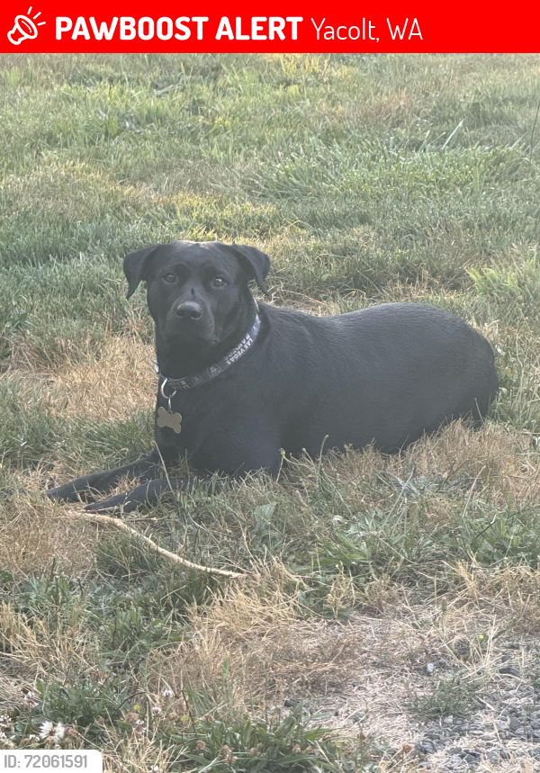 Lost Female Dog last seen W H Garner , Yacolt, WA 98675