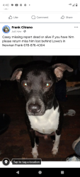 Lost Male Dog last seen Diplomat pwy in Newnan at Lowe's , Newnan, GA 30265