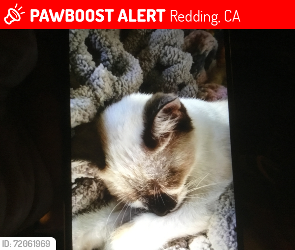 Lost Female Cat last seen Oasis Rd, Dollar General, Power Mart, Redding, CA 96003