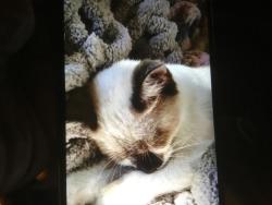 Lost Female Cat last seen Oasis Rd, Dollar General, Power Mart, Redding, CA 96003