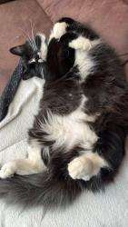 Lost Female Cat last seen Solandra way, Modbury North, SA 5092