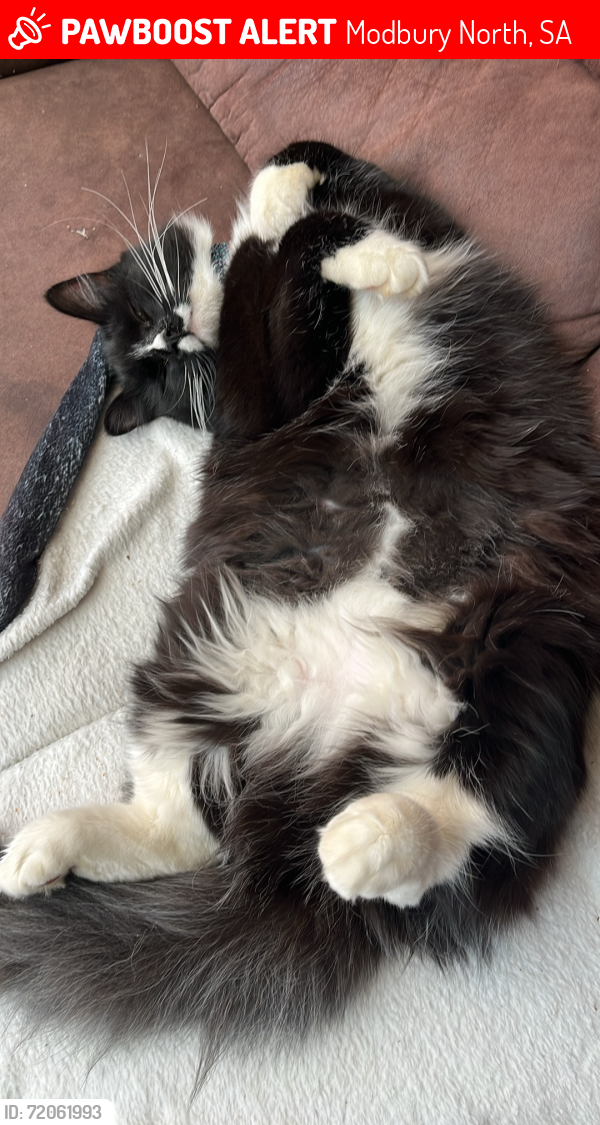 Lost Female Cat last seen Solandra way, Modbury North, SA 5092