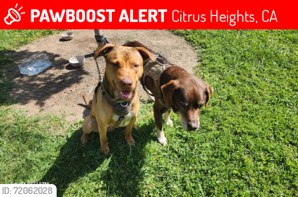 Lost Male Dog last seen Sunrise rollerland greenback and fairoaks, Citrus Heights, CA 95621