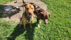 Lost Male Dog last seen Sunrise rollerland greenback and fairoaks, Citrus Heights, CA 95621