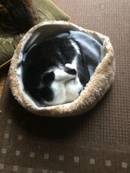 Lost Female Cat last seen Monks Way Eden Way Upper Elmers End Road, Greater London, England BR3