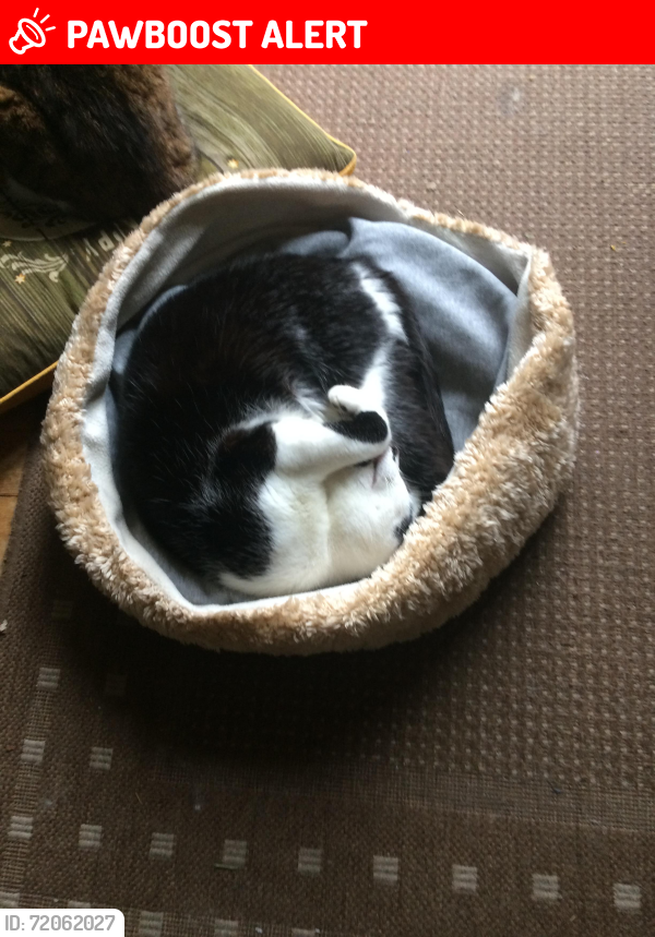 Lost Female Cat last seen Monks Way Eden Way Upper Elmers End Road, Greater London, England BR3