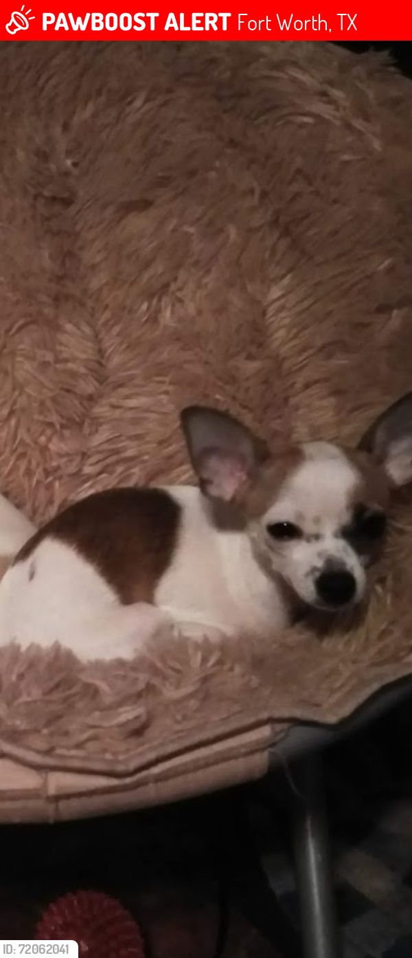 Lost Female Dog last seen Frazier Ave and Orange Street , Fort Worth, TX 76110