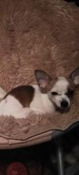 Lost Female Dog last seen Frazier Ave and Orange Street , Fort Worth, TX 76110