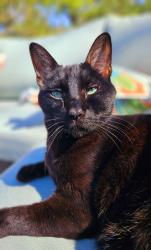 Lost Male Cat last seen Dundale, Sherman, TX 75092